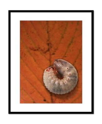 Slug on Leaf.jpg