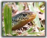 Legless Lizard