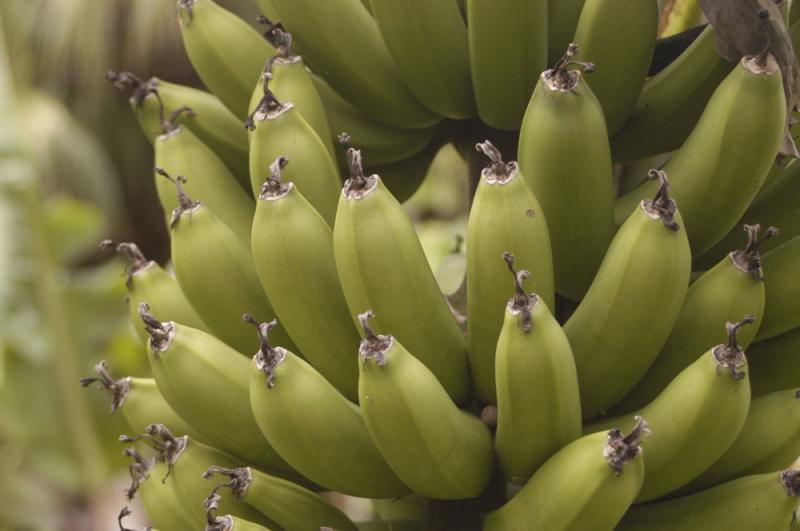 Royal_palms_bananas.jpg