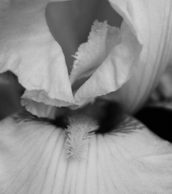 Black and White Iris 1