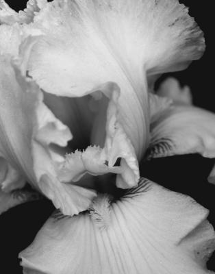 Black and White Iris 2