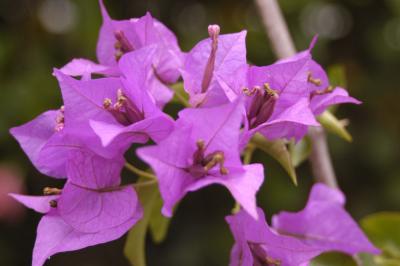 Bougainvillia at the Royal Palms