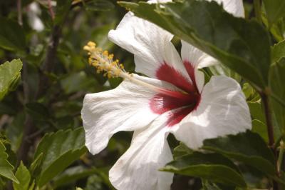 Royal_palms_white_hibiscus.jpg