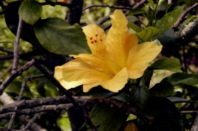 Royal_palms_yellow_hibiscus.jpg