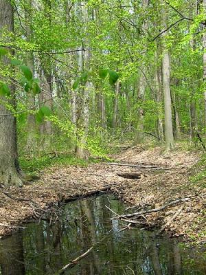 Woods and Creek.JPG