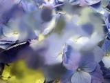 Homework_hydrangea copy.jpg