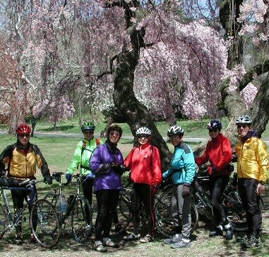 The Weekday Cyclists Cherry Blossom Ride to Branch Brook Park in Essex County, New Jersey. Deryk, Linda, Jane, Trudy, Ann, Carolyn and Don