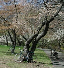 Bikes resting beneath the cherry trees while their riders enjoy lunch (and the scenery) in the sun.