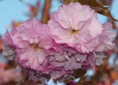 Pink Flower