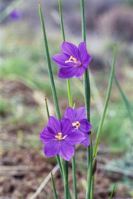 u27/jhiker/medium/16193731.IMG079.jpg