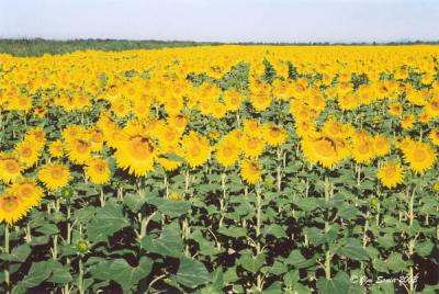 Sunflowers