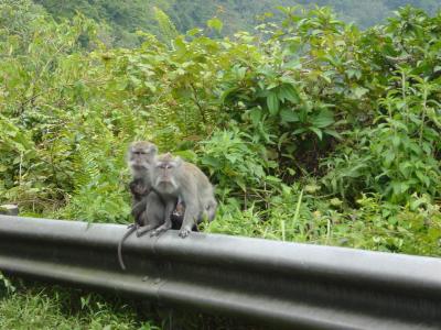 Bali - Ubud