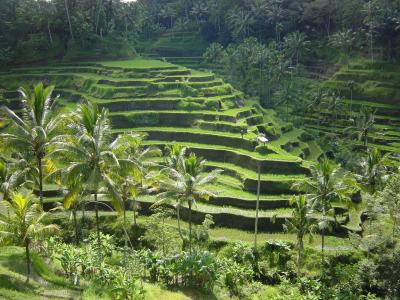 Bali - rice terraces