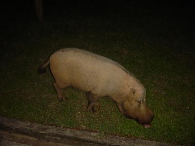 Bako - wild bearded pig snuffling around our huts (despite first impressions he was very cute!)