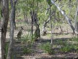 Undara National Park - kangaroos