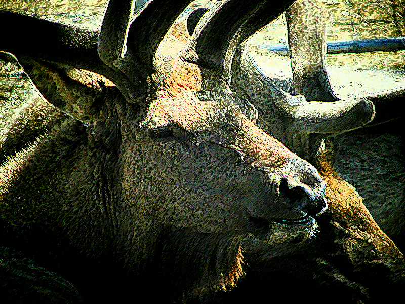 Elk