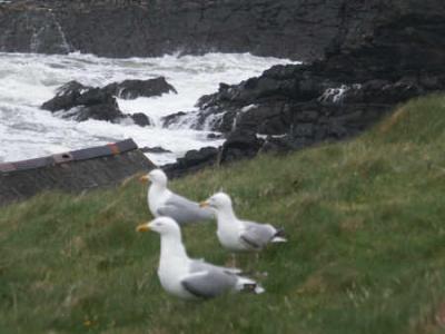 3gulls.jpg