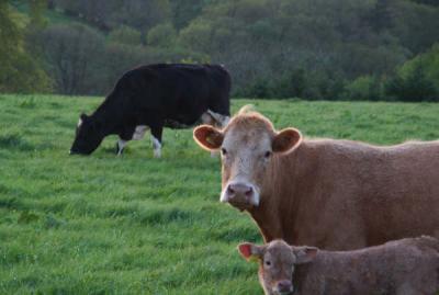 Cowsinevelight.jpg