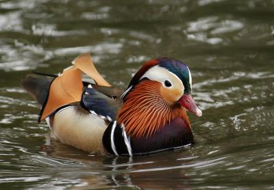 Mandarin Duck .jpg