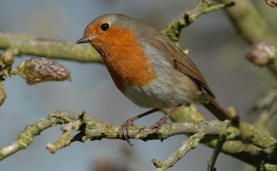 Robin .jpg