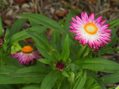 strawflower.jpg