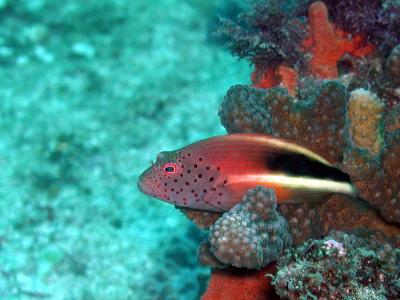 Freckled Hawkfish