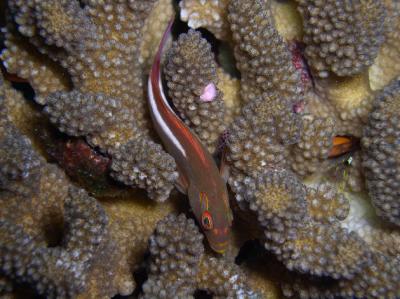 Hawkfish