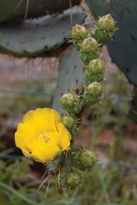 Yellow-Cactus-Rose