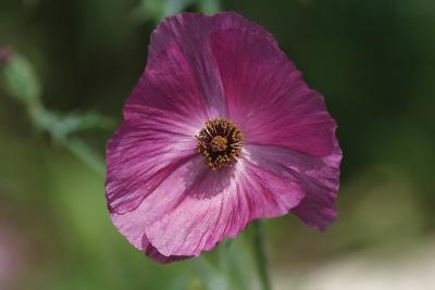 Purple-Poppy