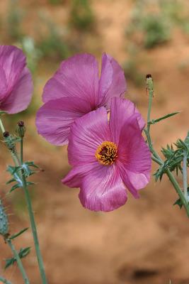 Purple-Poppy-II