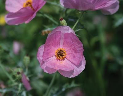Lucky-Clover-Poppy
