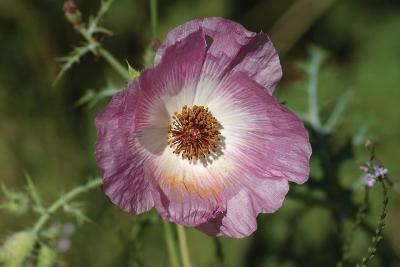 Wrinkled-Poppy