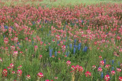 u27/jrn813/medium/16282172.TexasWildFlowers.jpg