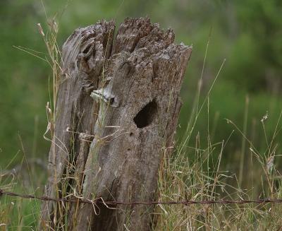 Caterpillar-Post
