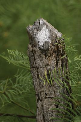 Mesquite-Pencil-Post
