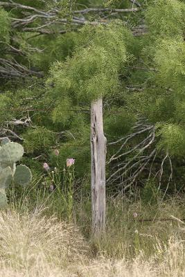 Mesquite-Q Tip-Post