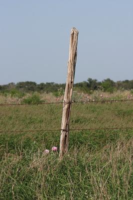 Bean-Pole-Post