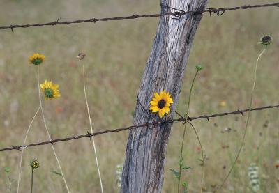 Sun-Flower-Post