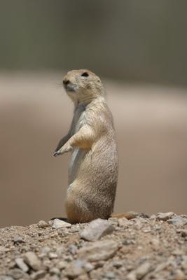 u27/jspetersen/medium/16569368.PrairieDog.jpg