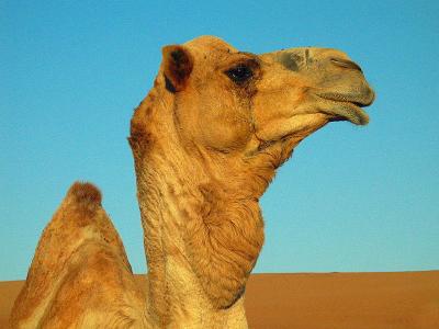  Camel 1 