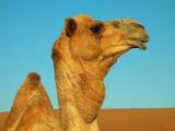 <p> Camel 1</p> 