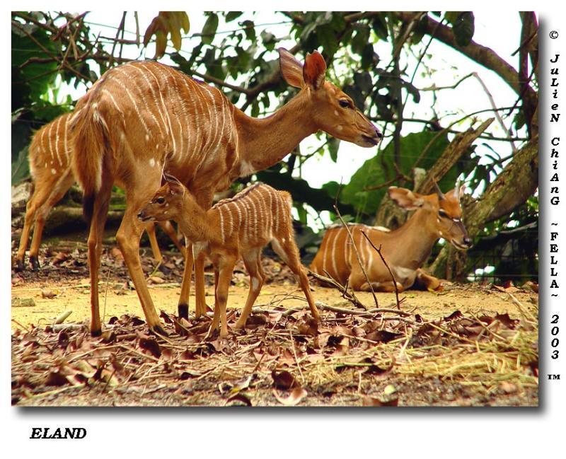 Female Eland
