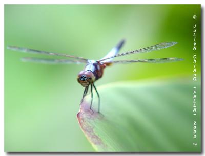 Dragonfly