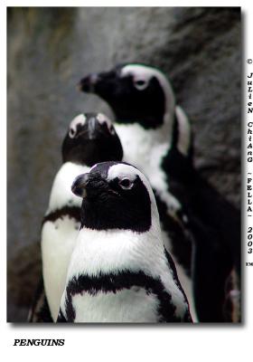 Penguins 01