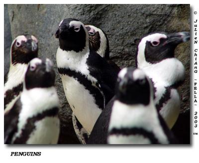 Penguins 02