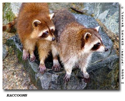 Racoons