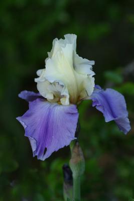 purpleyellow.jpg