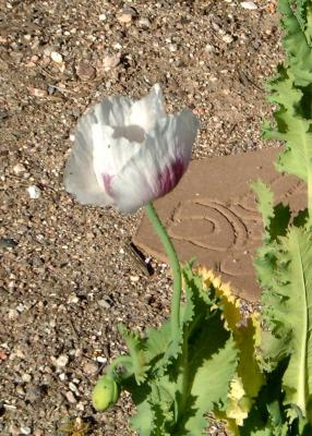 Poppies from Seed