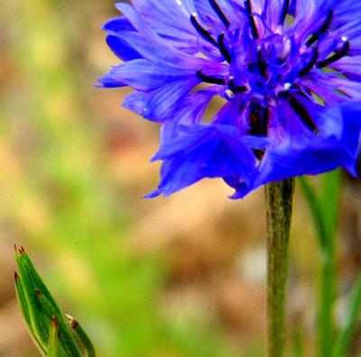 Pictures from San Diego Garden Tours