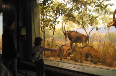 Animals